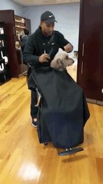 主人给狗狗剃光毛狗狗闷闷不乐,主人给狗狗剃毛只剃了头