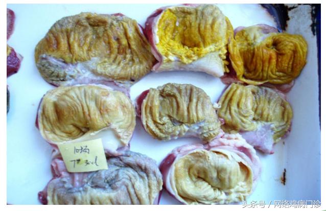 脱霉剂实测,脱霉剂真正脱霉吗