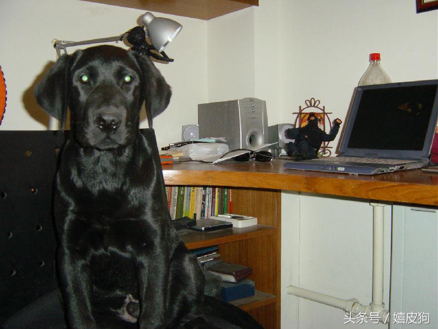 大狗黑色黄色,大狗黑灰色