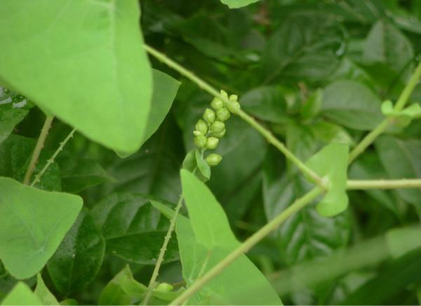 田间哪种野草治蛇毒,治疗蛇毒的草北方