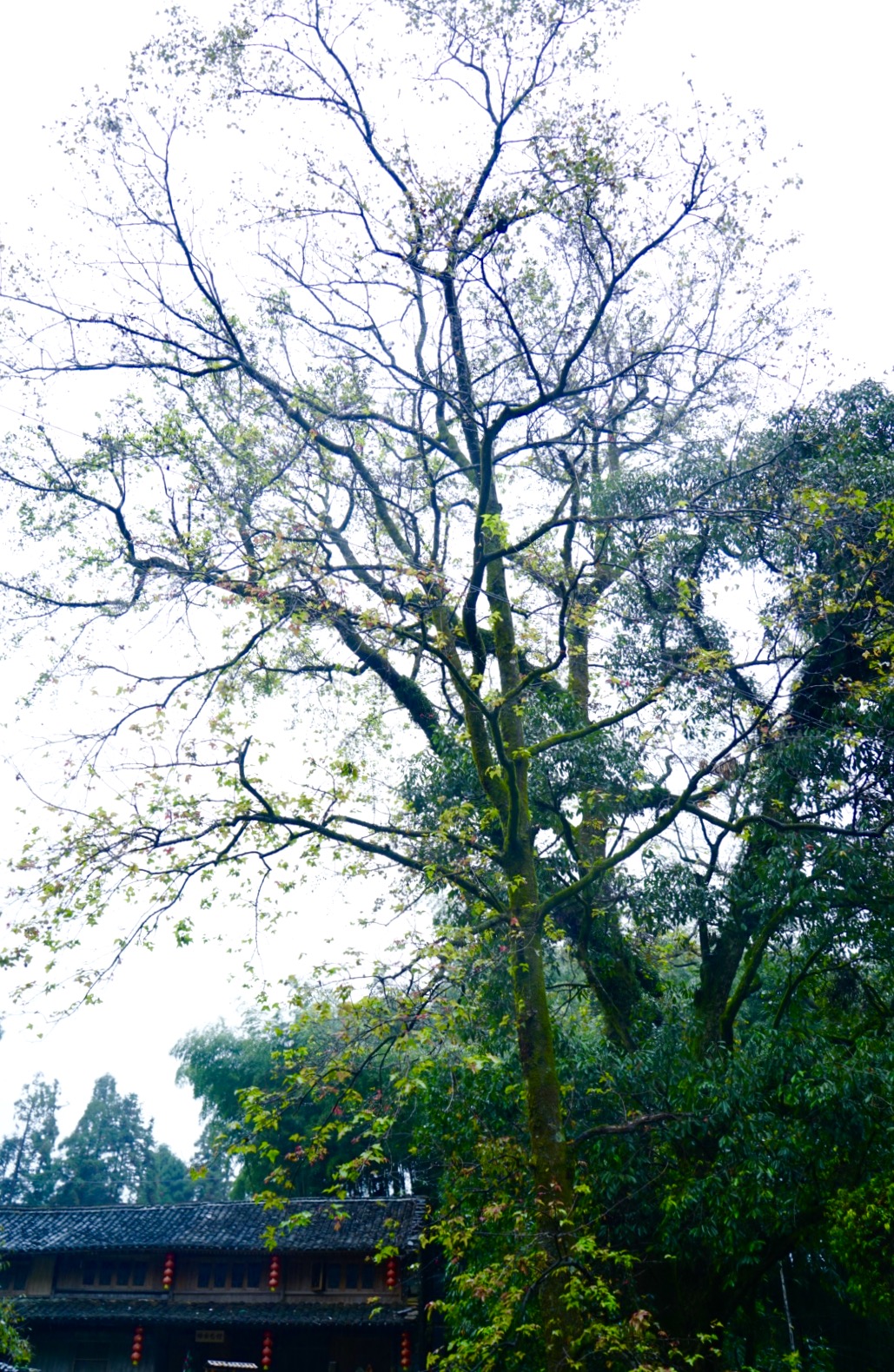 三八一日游温州最佳去处,温州三八游玩