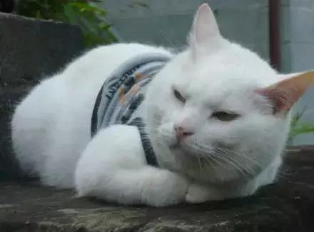 新手贴膜注意哪三样细节,新手学习贴膜怎么更容易上手