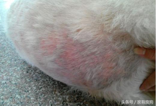 爱犬总掉毛怎么办,宠物狗脚趾间发红发肿怎么回事