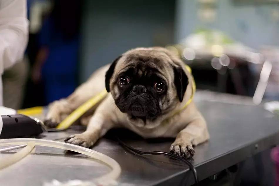 宠物看病哪里便宜又好一点,天津狗看病收费价目表