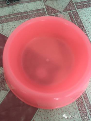 金毛从成年开始养,金毛养成