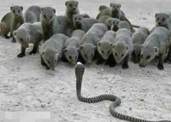 世上第一凶猛蜜獾大战狮子,蜜獾看到非洲狮群时毫无畏惧