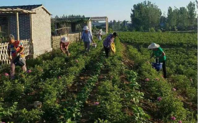 青州赤涧村数字乡村建设心得体会,青州弥河赤涧村