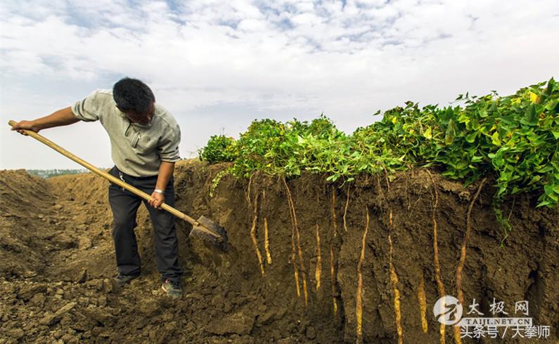 食补铁棍山药,铁棍山药冬天进补