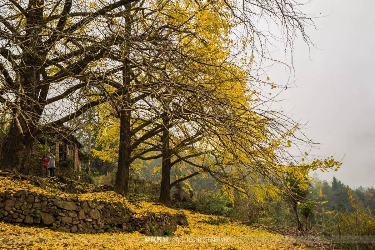 今年最后银杏金秋，现在出发还来得及！