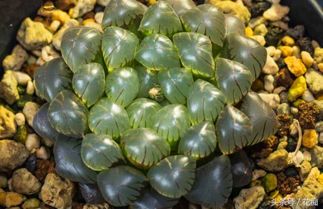 小叶冰灯玉露是冰灯玉露吗,冰灯玉露与雪花冰灯玉露