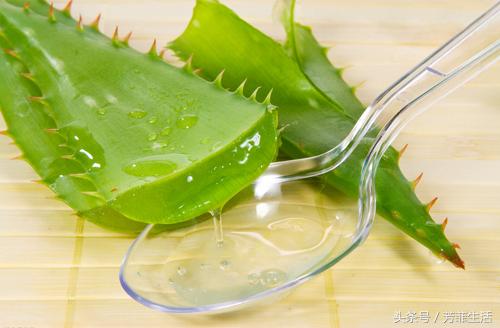 冬天皮肤干燥,种盆芦荟滋润下!