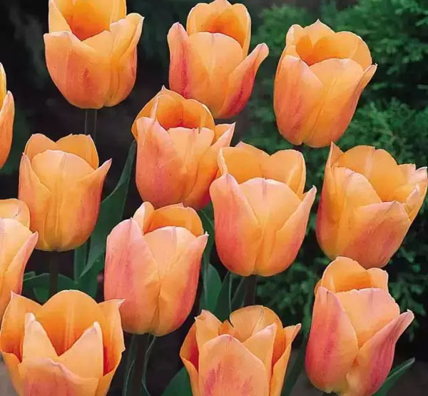 闃冲厜涓嬩簲棰滃叚鑹查儊閲戦鍥剧墖澶у叏,鏂囪壓娓呮柊鐨勯儊閲戦鍥剧墖澶у叏