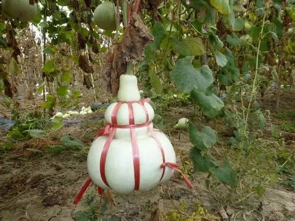 葫芦和如意哪个寓意更好,有寓意福禄满满的小葫芦