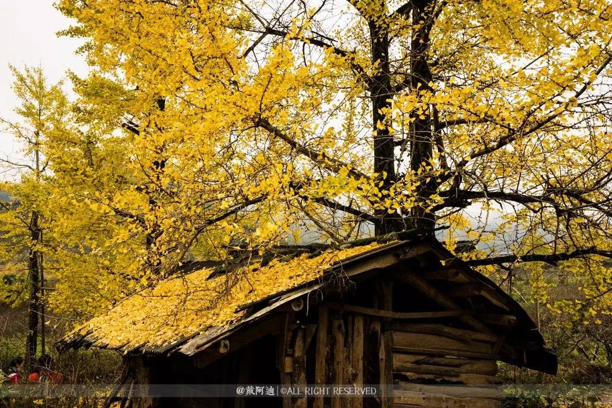 今年最后银杏金秋，现在出发还来得及！