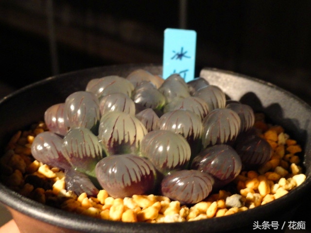 冰灯玉露怎么养才能开花,冰灯玉露怎么养才肥