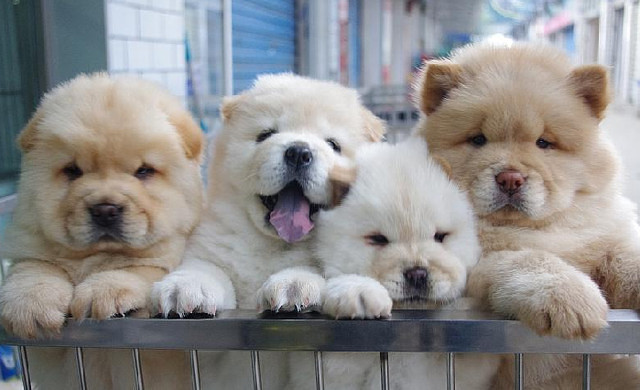 宠物小百科金丝雀,宠物小百科鹦鹉视频