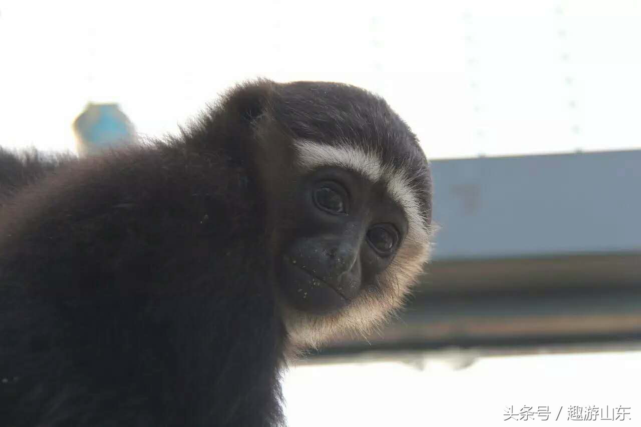 德州生态动物园,德州动物园布局