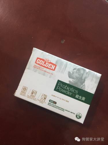 金毛从成年开始养,金毛养成