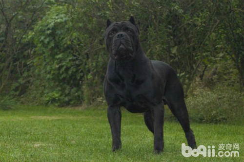 三大护卫犬哪一个最适合新手,又强又不失美观的护卫犬