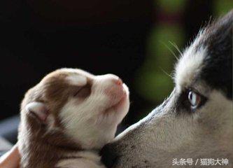 养狗选择什么狗狗好,想养狗不想遛