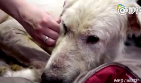 可怜狗狗被救活,可怜的狗狗死了