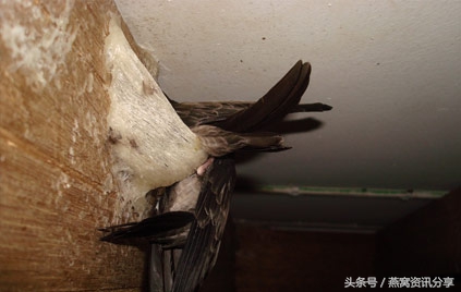 燕窝怎样吃是最佳效果,孕妇可以吃燕窝的功效与作用禁忌