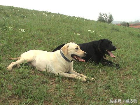 大狗黑色黄色,大狗黑灰色