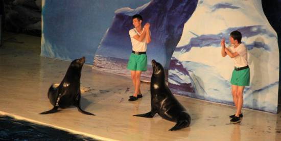 萌萌哒海狮空降海口，竟然还有这样的水上活动！