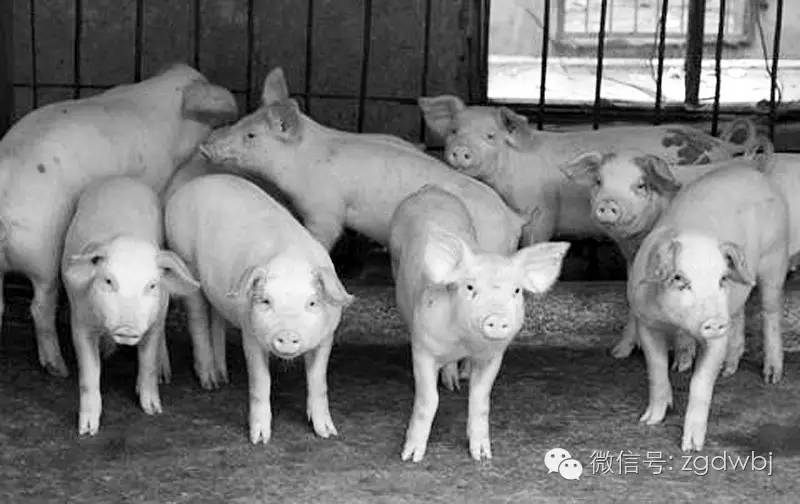 霉变饲料怎么脱霉,牛吃了霉变饲料中毒的症状