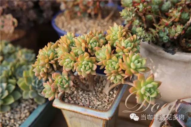 老桩大群多肉,大盆群生老桩图片大全