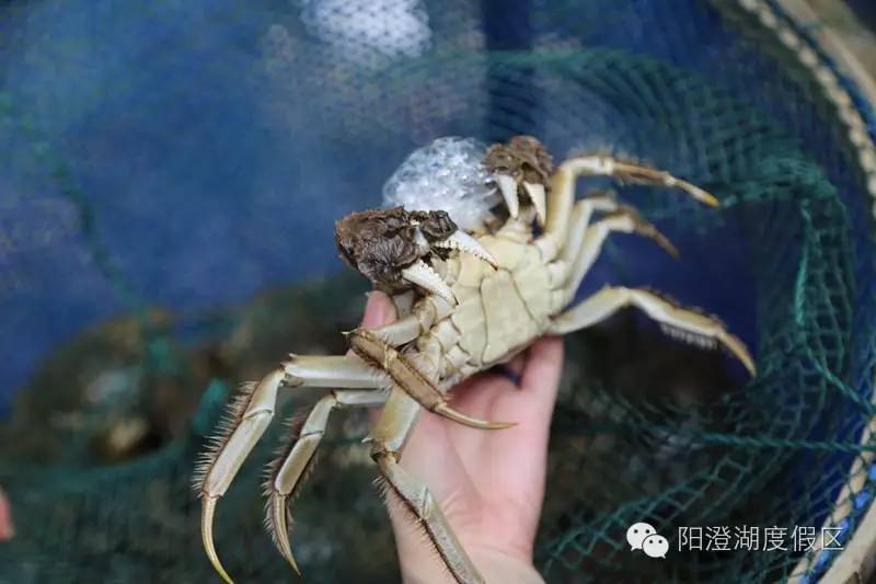 大闸蟹的保存方法要怎么弄,大闸蟹的几种保存方法珍藏