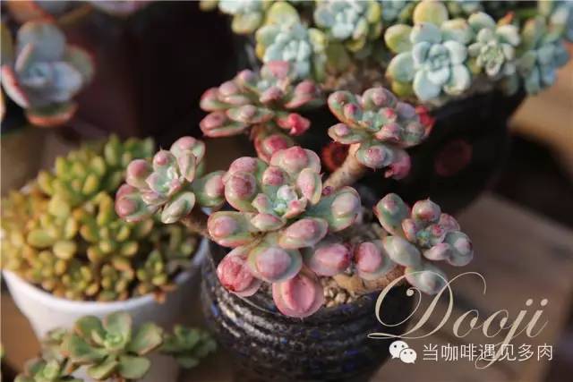 老桩大群多肉,大盆群生老桩图片大全