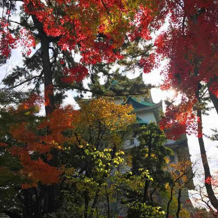 日本自由行京都红叶之旅,日本名古屋红叶风景