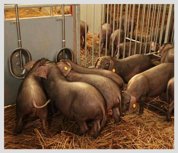 丁磊讲养猪,丁磊经营之道