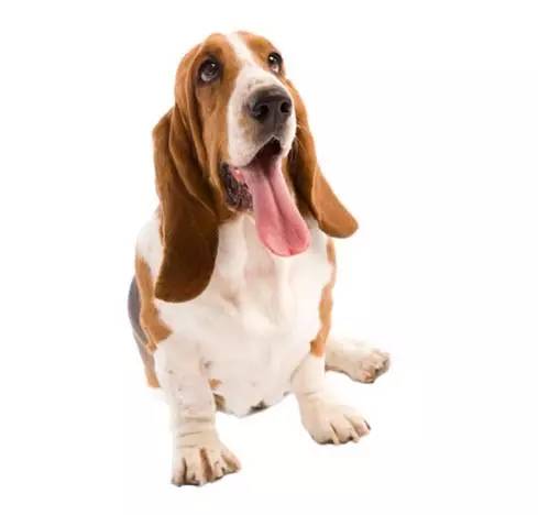 白色腿细细的那种狗是什么狗,细腿狗是什么狗