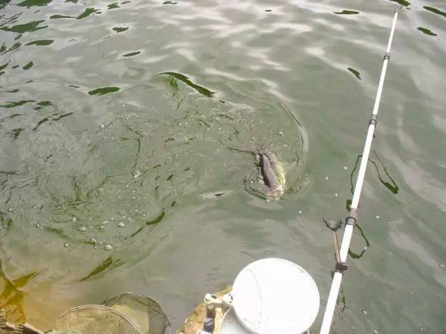 去温江有啥好玩的,夏季温江游玩景点有哪些