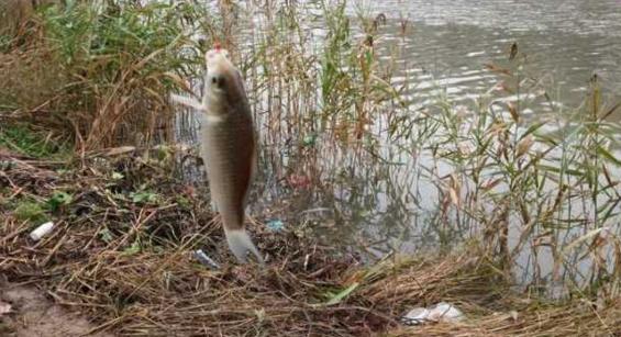 钓鱼人太牛！大风大雨中垂钓也能迎来鲤鲫大丰收