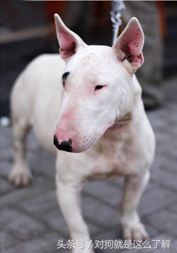 牛头梗养殖方法,牛头梗怎么养才能开花