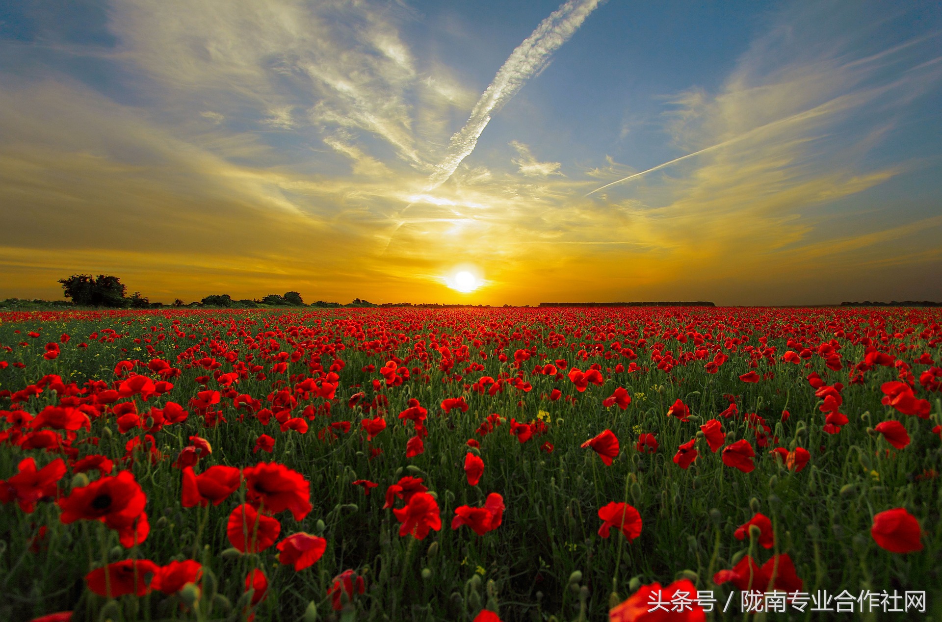 家庭农场营业执照验资,家庭农场验资报告