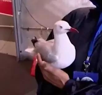 悉尼一只海鸥误入足球赛场，被一球打晕后，成了全场焦点……