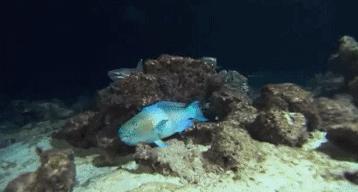 看见这根香蕉了吗？你再看老子一眼你试试