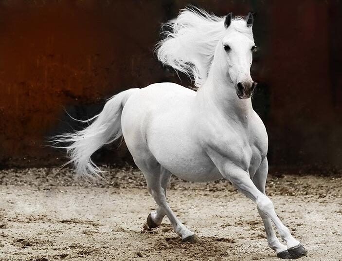 动物趣闻,动物趣闻100个