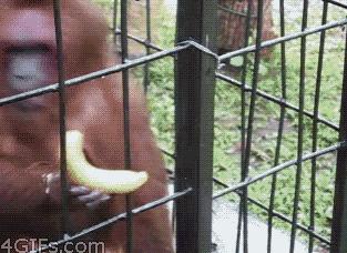 看见这根香蕉了吗？你再看老子一眼你试试