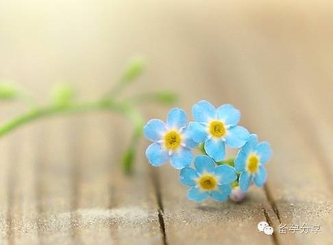 泌乳素高要怎么调理才可以怀孕,泌乳素高怀孕了该怎么办