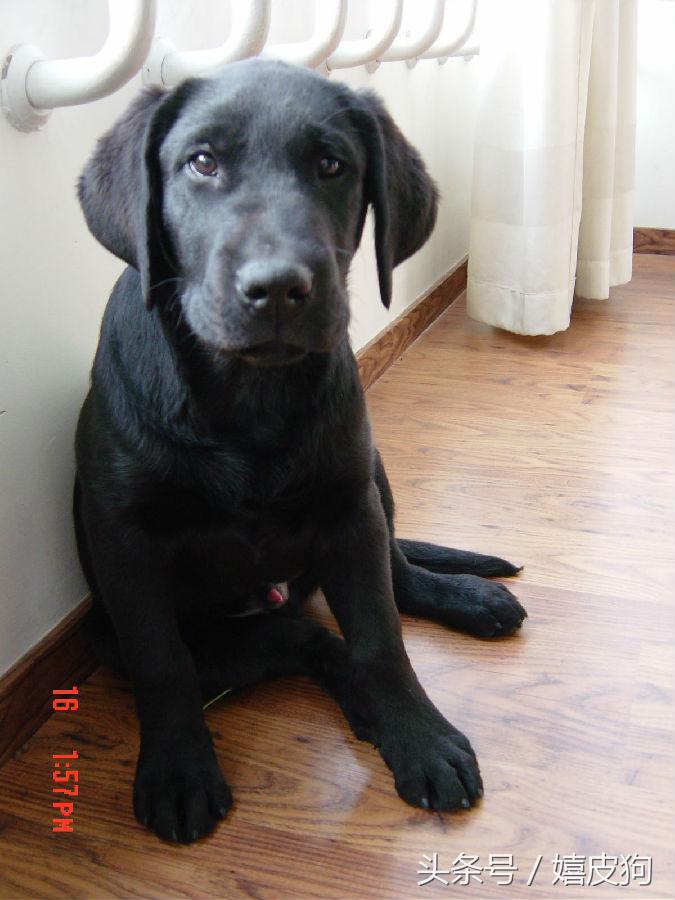 大狗黑色黄色,大狗黑灰色