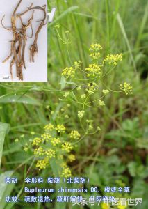 妇女思男子而不可得！一服此草，升阳举陷，疏肝解郁！