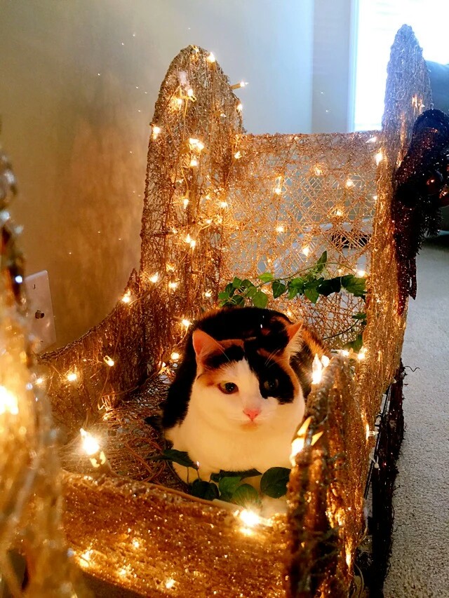 梅西养了一只会踢足球的猫,盘点梅西的猫咪