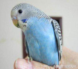 想不想成为杨过？教你怎么驯服虎皮鹦鹉，让你的鹦鹉变雕兄