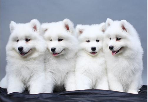 咬过人的宠物狗要怎么养,养的狗爱对人叫怎么办