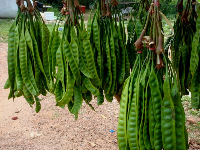 美丽球花豆（臭豆）你吃过吗？